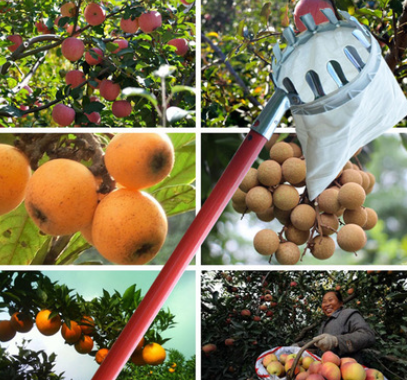2794655741306.png Metal fruit picker Agricultural garden hardware tools Fruit picker / picking fruit tools