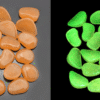 Glow In the Dark Rocks