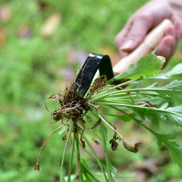 d8052d44-e134-499b-aa6d-cc74404ec1e6.jpg Garden Tool Weeding And Seedling Rooting Device